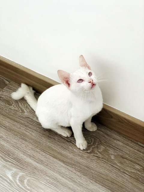 Betty White - Domestic Short Hair Cat