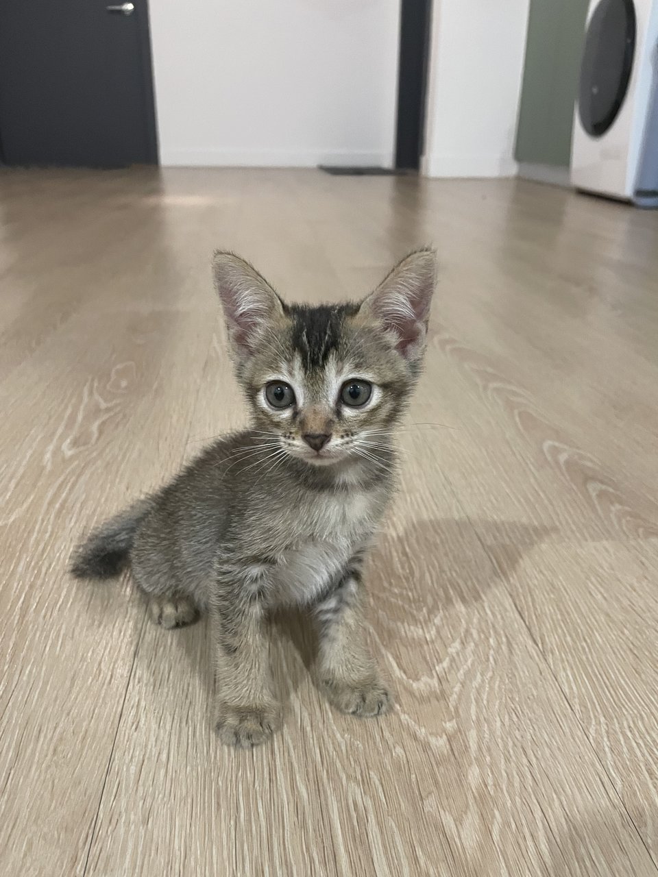 Zorro - Domestic Medium Hair Cat