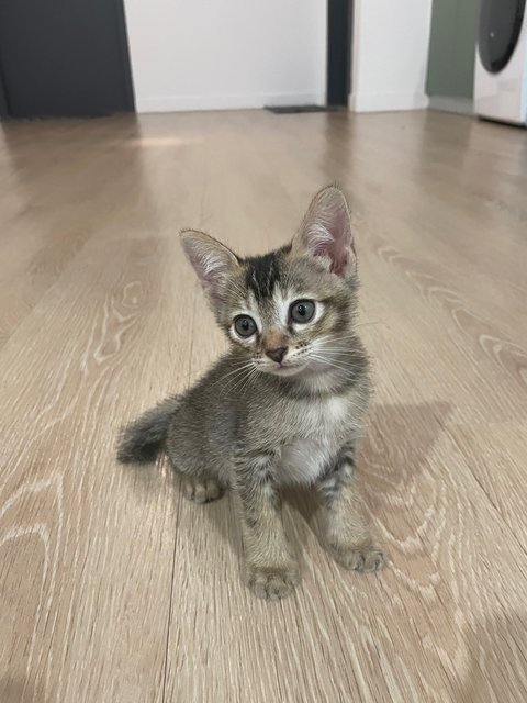 Zorro - Domestic Medium Hair Cat