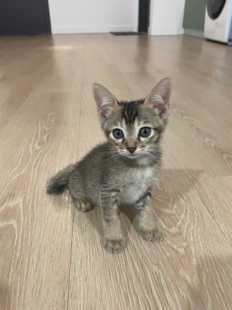 Zorro - Domestic Medium Hair Cat