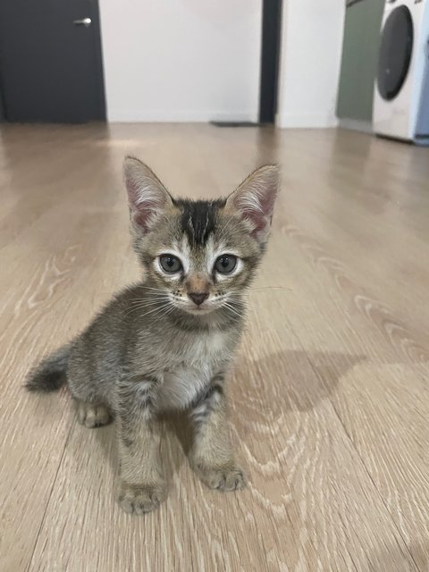 Zorro - Domestic Medium Hair Cat