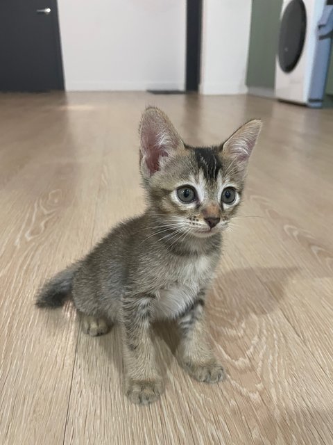 Zorro - Domestic Medium Hair Cat