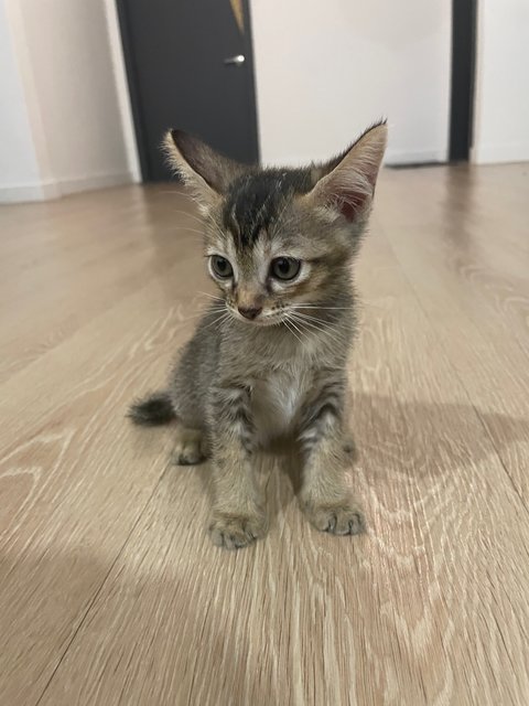 Zorro - Domestic Medium Hair Cat