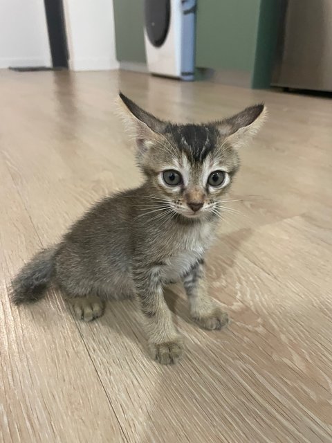 Zorro - Domestic Medium Hair Cat