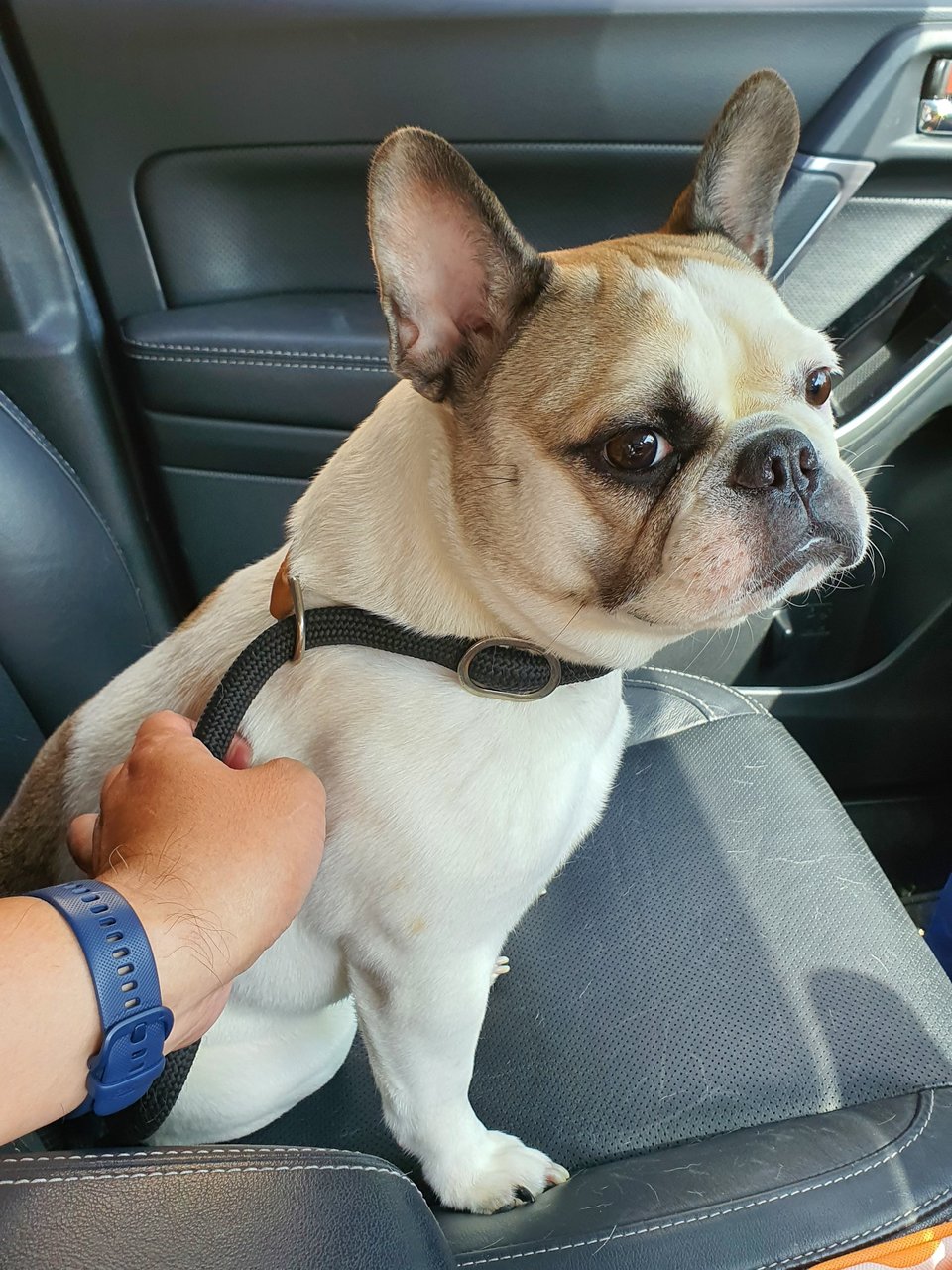 Bailey - French Bulldog Dog