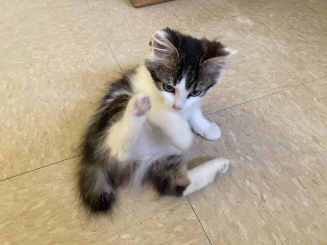 PF130174 - Maine Coon + Domestic Long Hair Cat