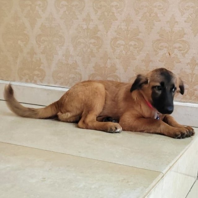 Zara.  - Belgian Shepherd Malinois Mix Dog