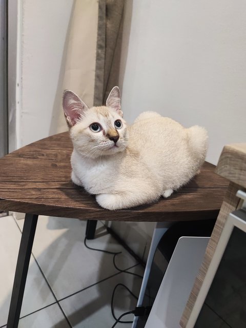 Pixie - Domestic Medium Hair + Munchkin Cat