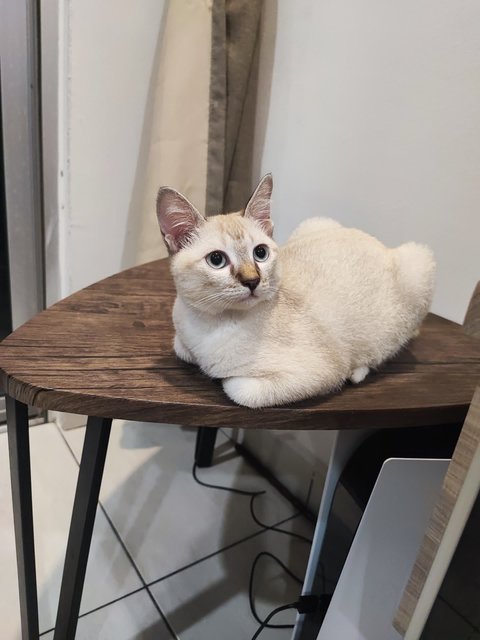 Pixie - Domestic Medium Hair + Munchkin Cat