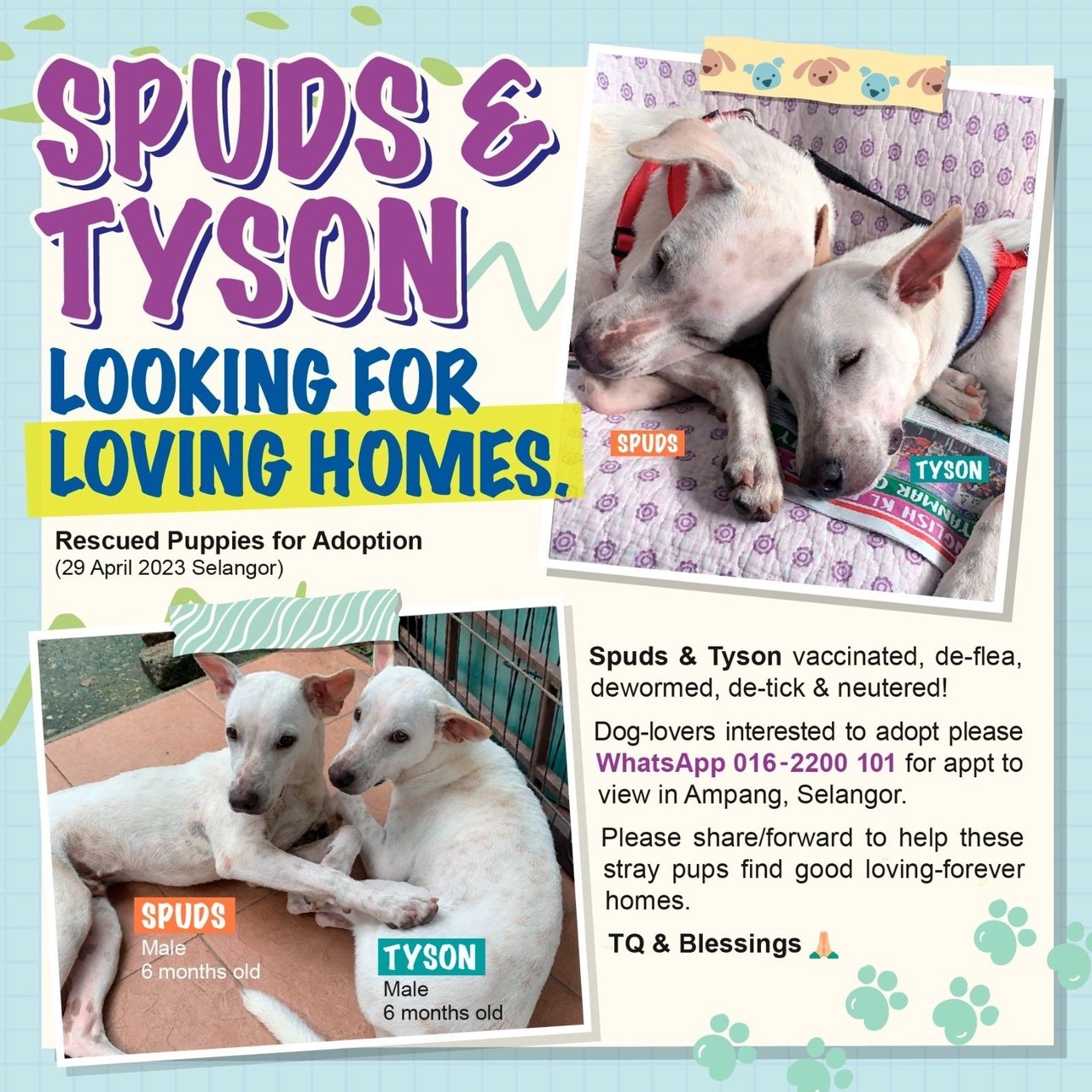 (1) Spuds (2) Tyson - Mixed Breed Dog