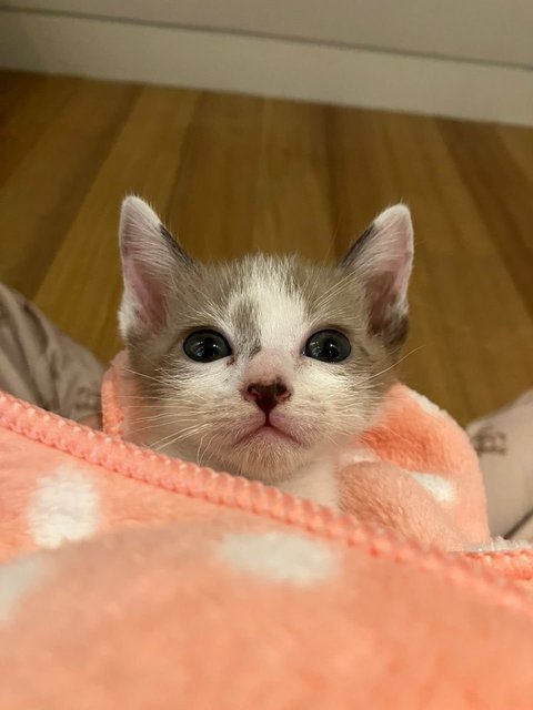 Pan - Domestic Short Hair Cat