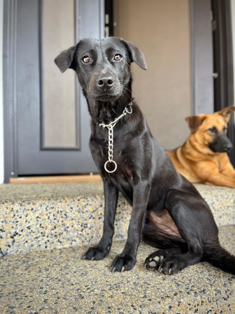 Lu Na - Mixed Breed Dog