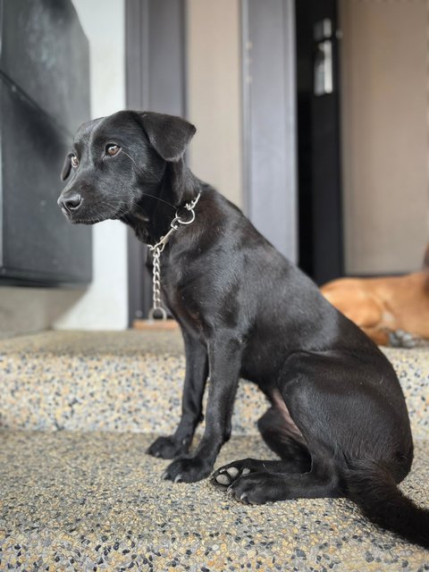 Lu Na - Mixed Breed Dog