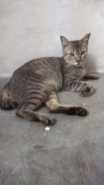 Urgent Adoption - Domestic Short Hair Cat