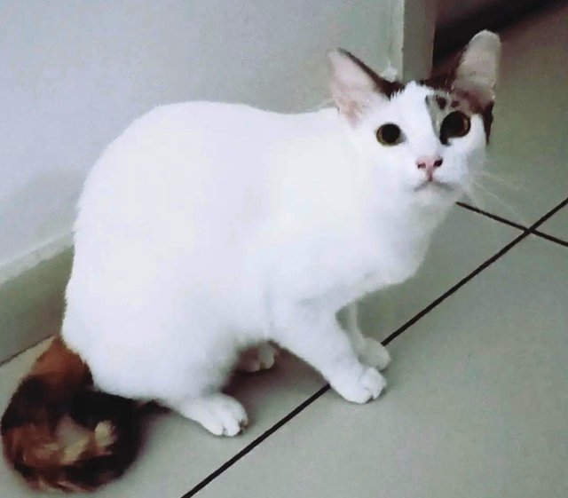 小白 Snowball - Domestic Short Hair Cat