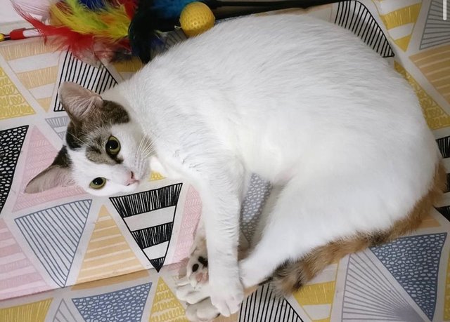 小白 Snowball - Domestic Short Hair Cat