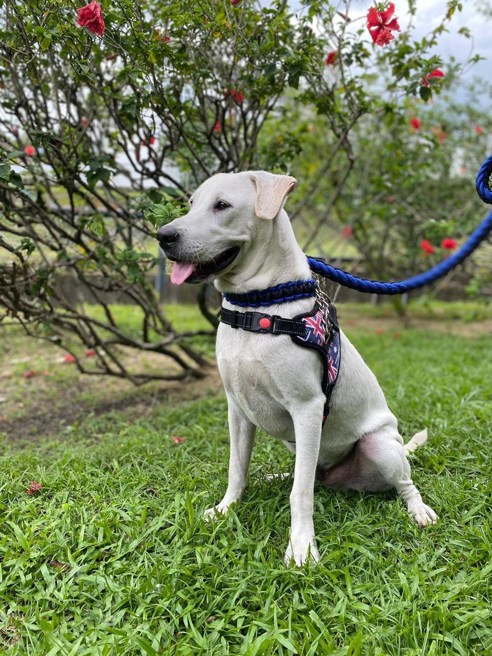 Mason - Mixed Breed Dog