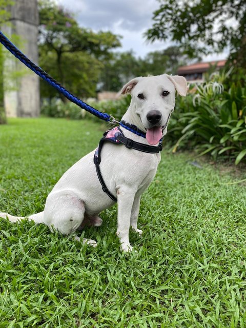 Mason - Mixed Breed Dog