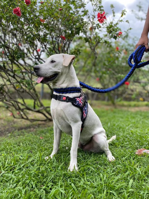 Mason - Mixed Breed Dog