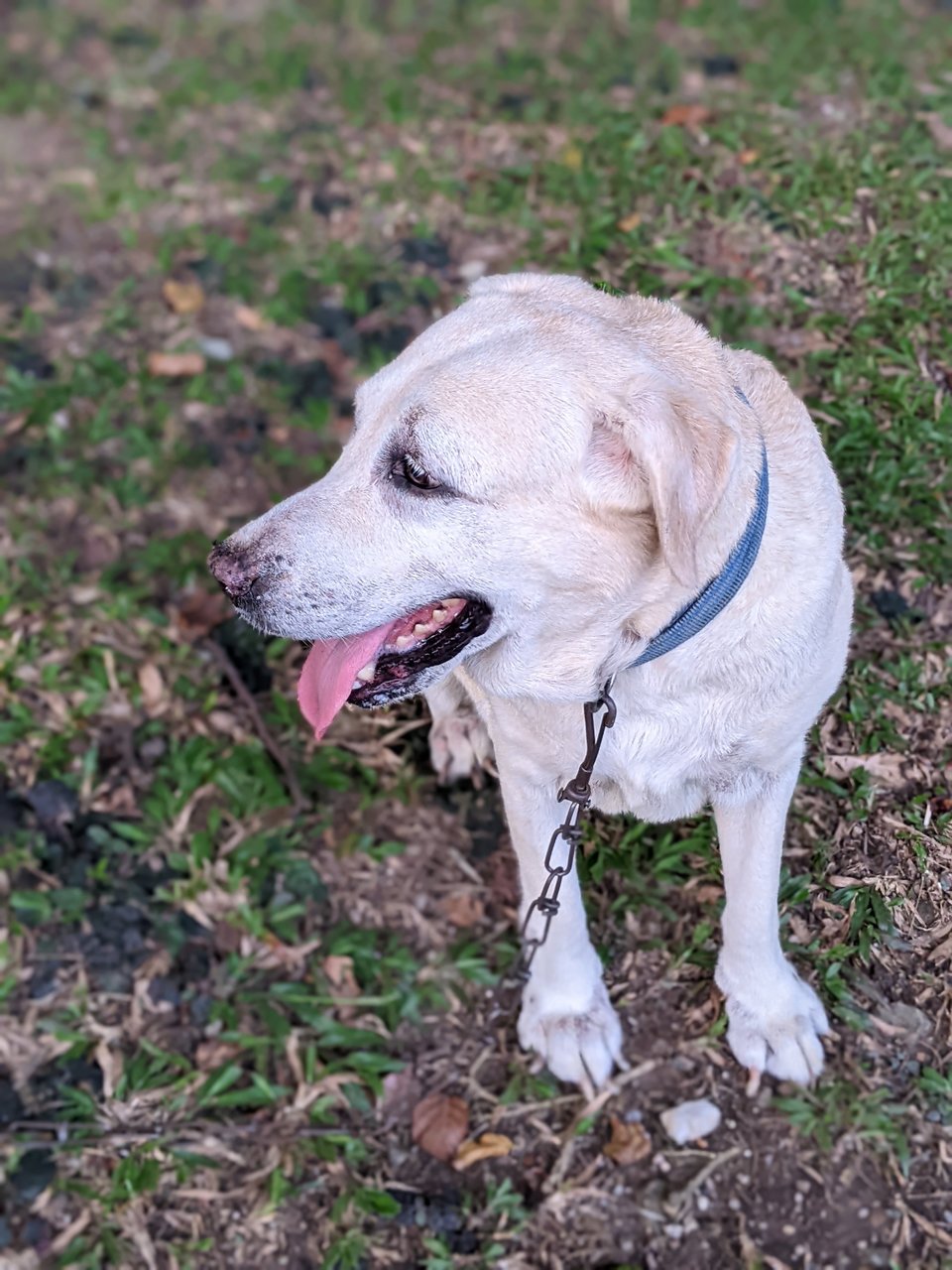 Spice - Labrador Retriever Dog