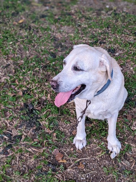 Spice - Labrador Retriever Dog