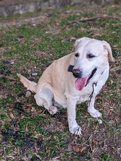 Spice - Labrador Retriever Dog