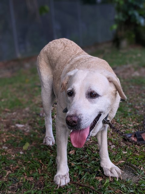 Spice - Labrador Retriever Dog