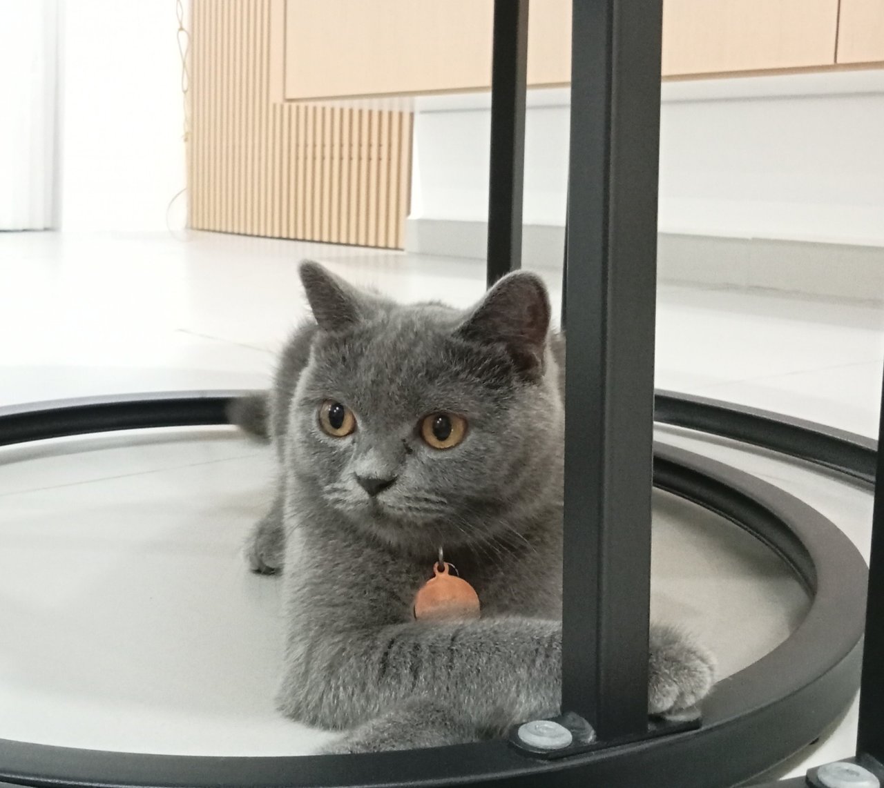 Greyc - British Shorthair Cat