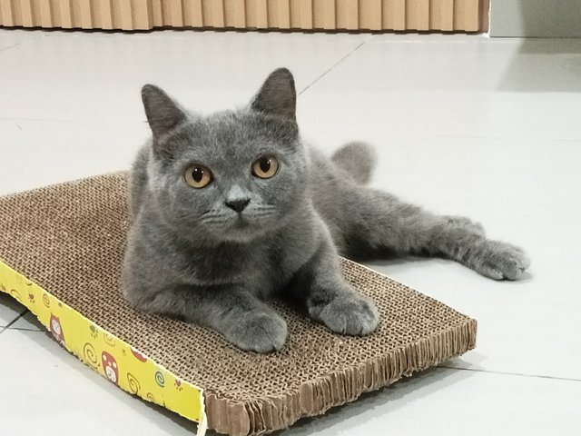 Greyc - British Shorthair Cat