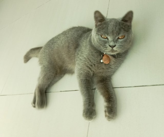 Greyc - British Shorthair Cat