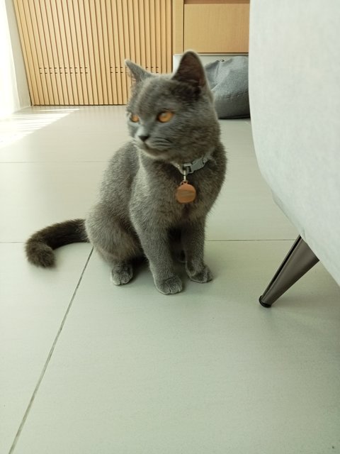 Greyc - British Shorthair Cat