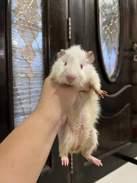 5 Guinea Pigs - Guinea Pig Small & Furry