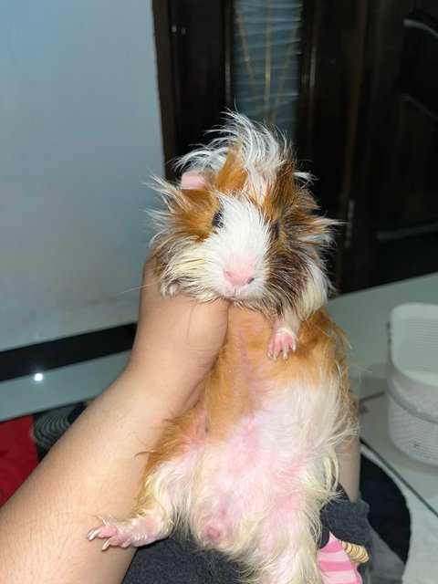 5 Guinea Pigs - Guinea Pig Small & Furry