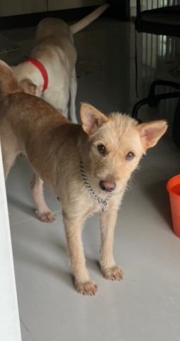 Sweet Coco  - Terrier Mix Dog