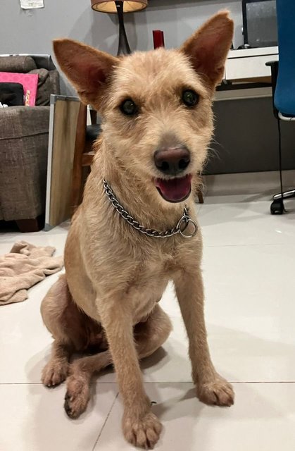 Sweet Coco  - Terrier Mix Dog