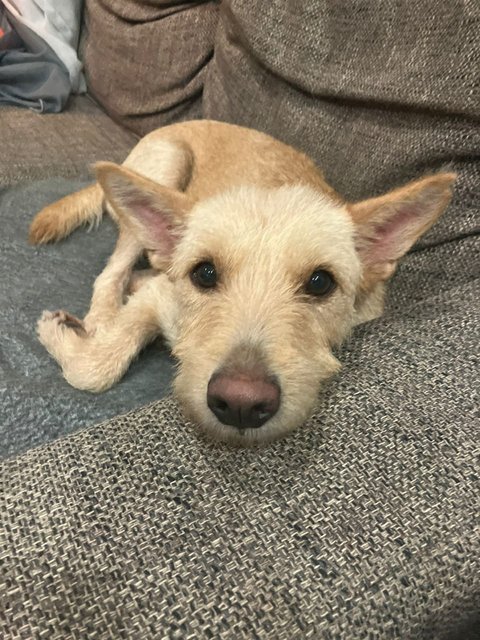 Sweet Coco  - Terrier Mix Dog