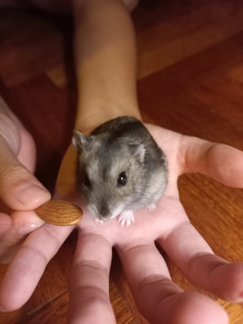 Hamzi - Short Dwarf Hamster Hamster