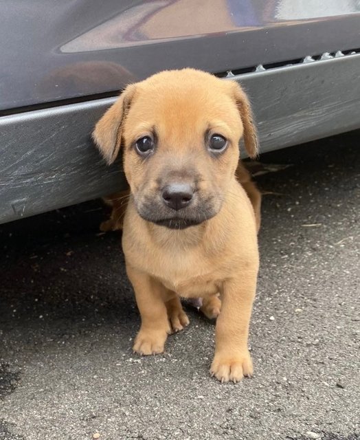 Sasha - Mixed Breed Dog