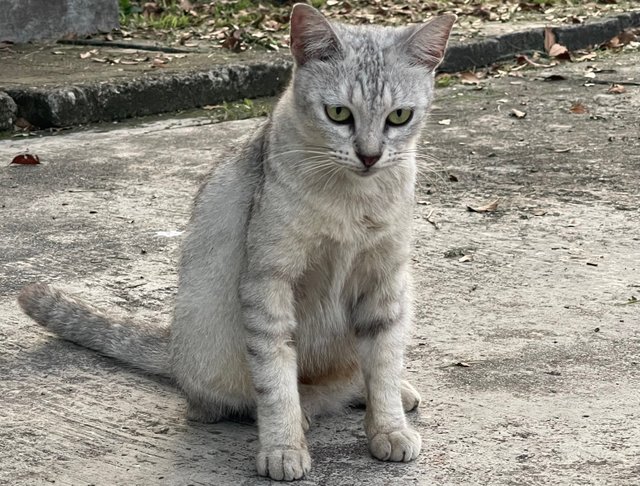 PF130226 - Domestic Medium Hair + British Shorthair Cat