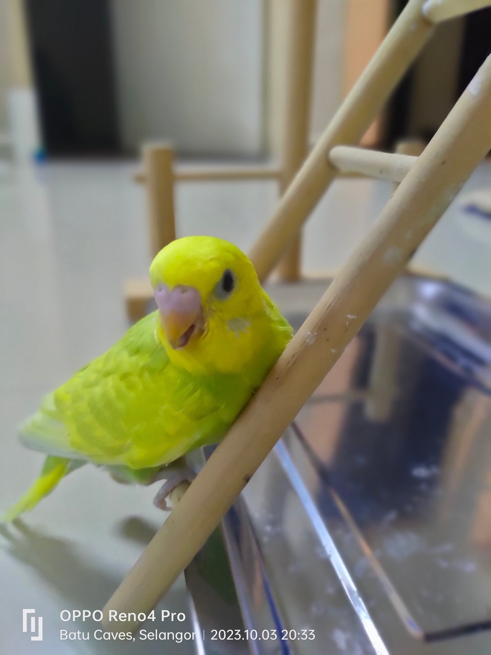 Budgies  - Budgie/Budgerigar Bird