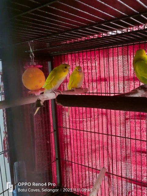 Budgies  - Budgie/Budgerigar Bird