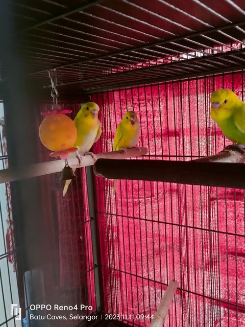 Budgies  - Budgie/Budgerigar Bird