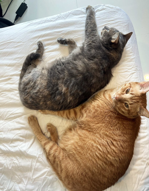 Charlie And Lola - Domestic Short Hair + Domestic Medium Hair Cat