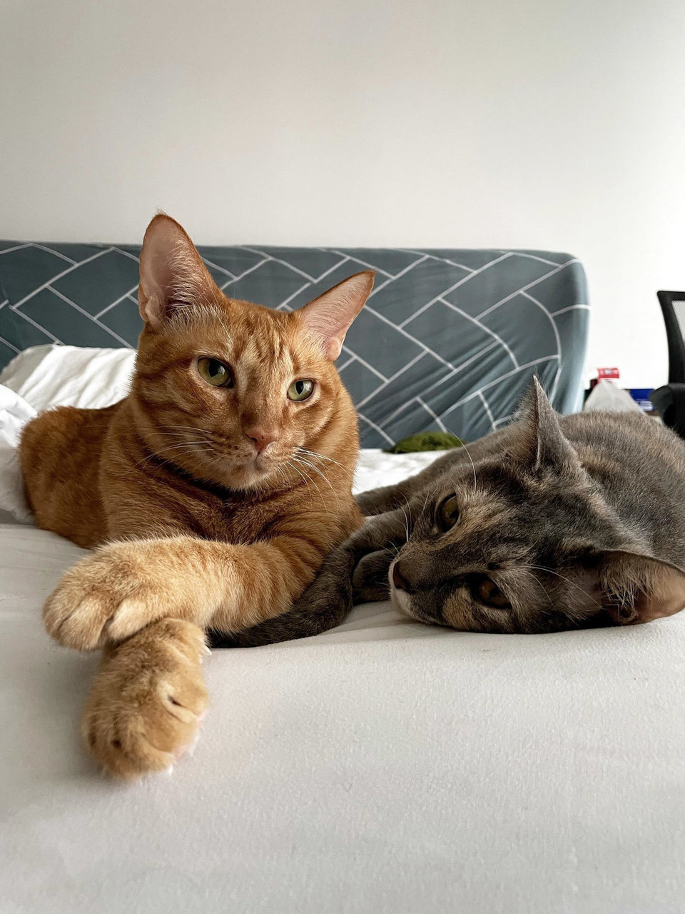 Charlie And Lola - Domestic Short Hair + Domestic Medium Hair Cat