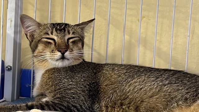 Chipmunk  - Domestic Short Hair Cat