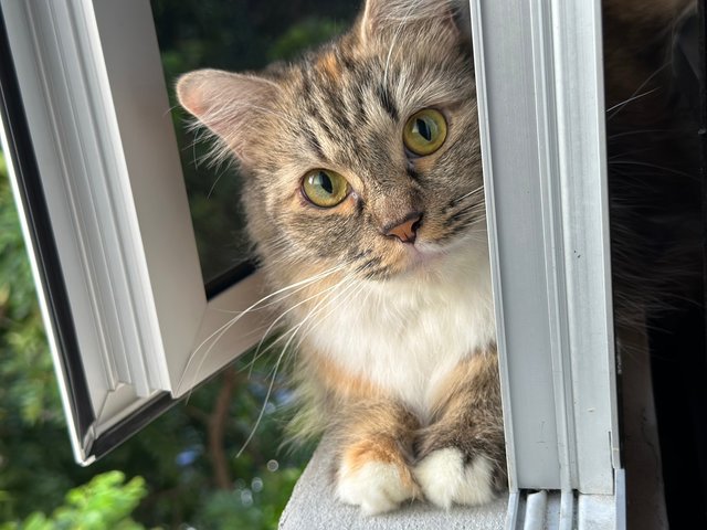 Ashky - Persian + Maine Coon Cat