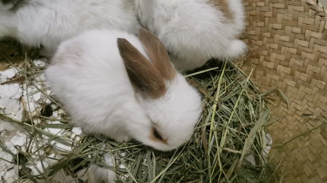 Bunnies  - Bunny Rabbit Rabbit