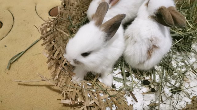 Bunnies  - Bunny Rabbit Rabbit