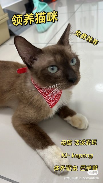 Lulu - Siamese Cat