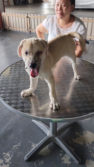 Ayla Girl - Mixed Breed Dog